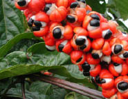 guarana seeds