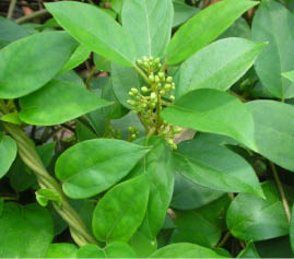 gymnema plant