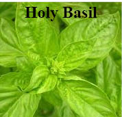 holy basil plant
