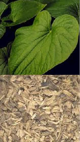 kava kava root pics