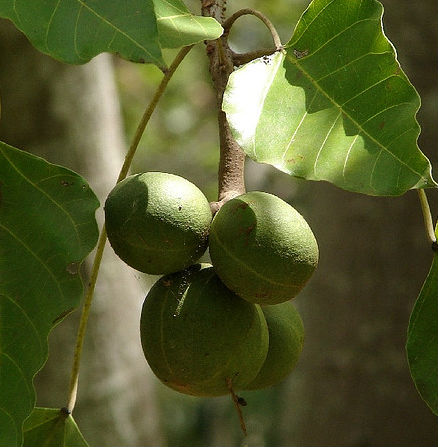 kukui nut tree