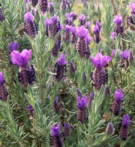 lavander plant