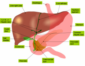 liver