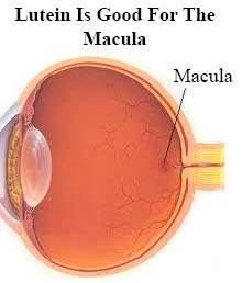 lutein and the macula