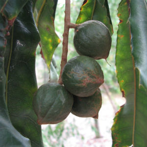 macADAMia nut oil