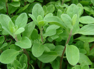 marjoram plant