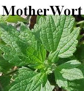Motherwort