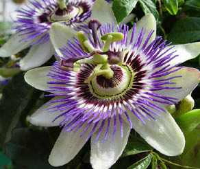 passion flower herb