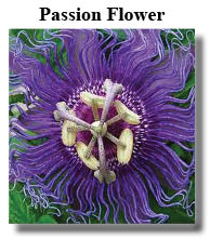 passion flower wonderfully calming