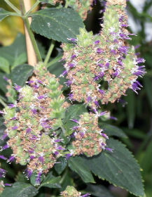 patchouli plant