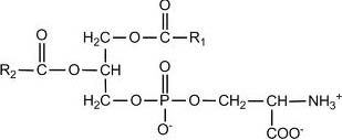 phosphatidyl serine chemical structure
