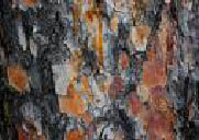 Pine Bark Picture