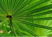 saw palmetto leaves