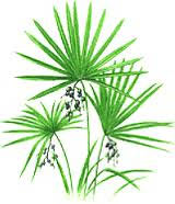 Saw palmetto plant picture