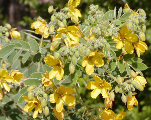 senna plant