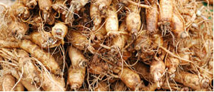 siberian ginseng