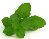 spearmint leaf pic