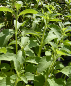 stevia plant