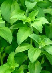 stevia green plant leaves