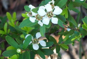 Tea Tree Oil plant