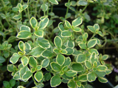 thyme