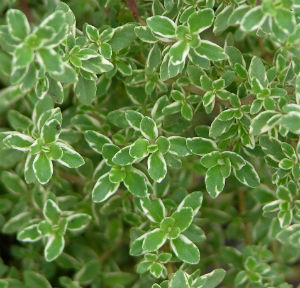 thyme plant