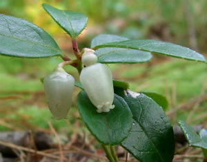 wintergreen plant